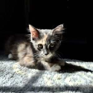 Meet your Posher, Emery